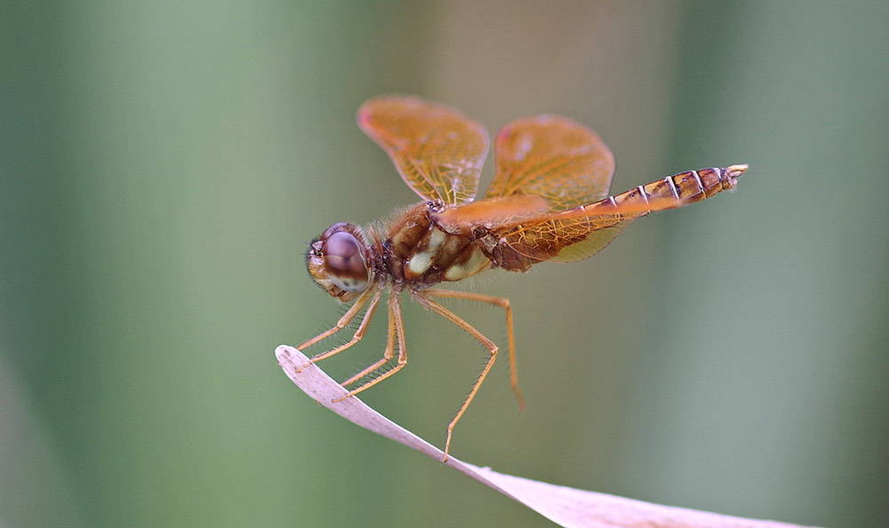 Eastern amberwing dragonfly.