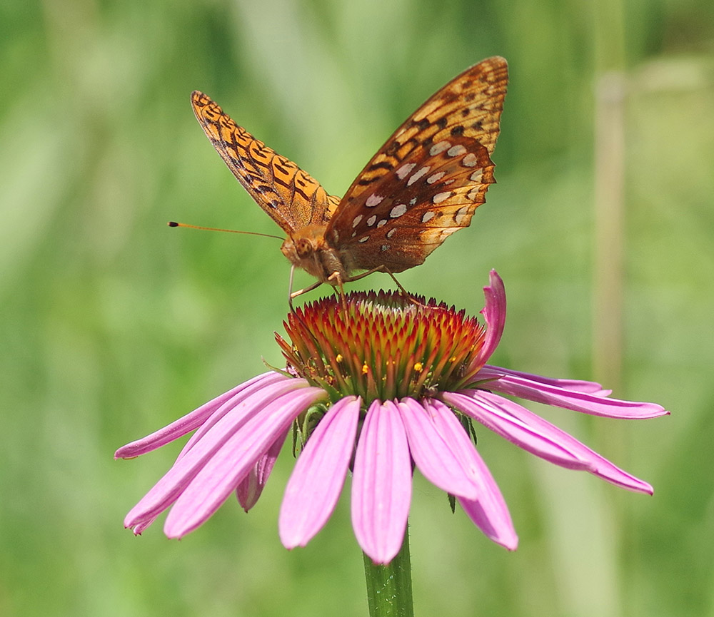 Great spangled fritillary butterfly on purple coneflower.