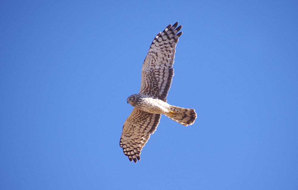 Northern harrier hawk.