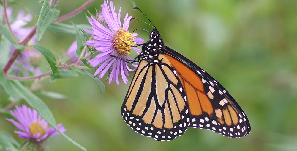 monarch butterfly