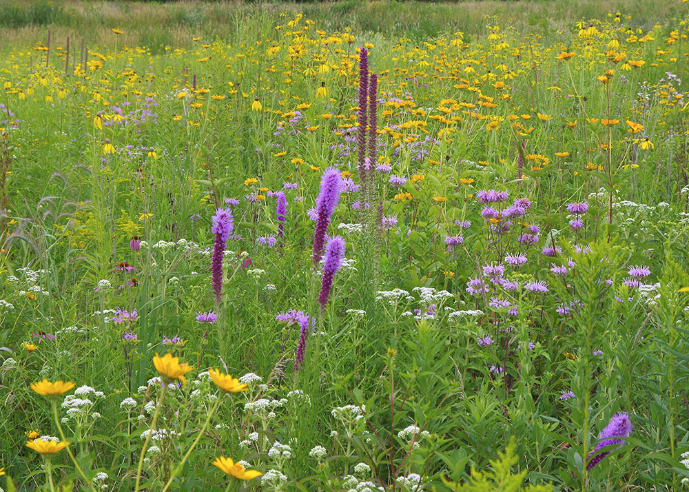 Wildflowers