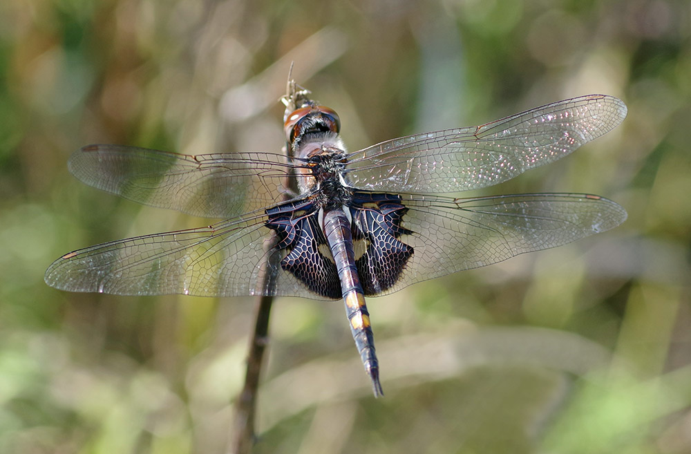 Black saddlebags dragonfly.