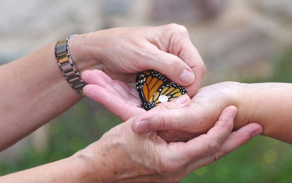 Tagging a monarch butterfly.