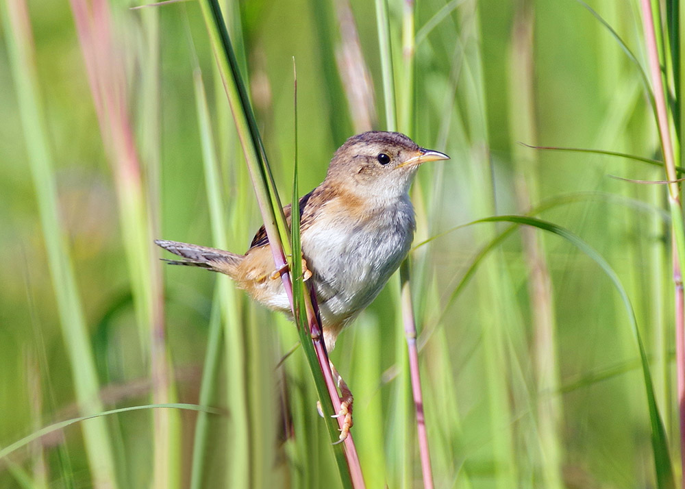 Marsh wren.