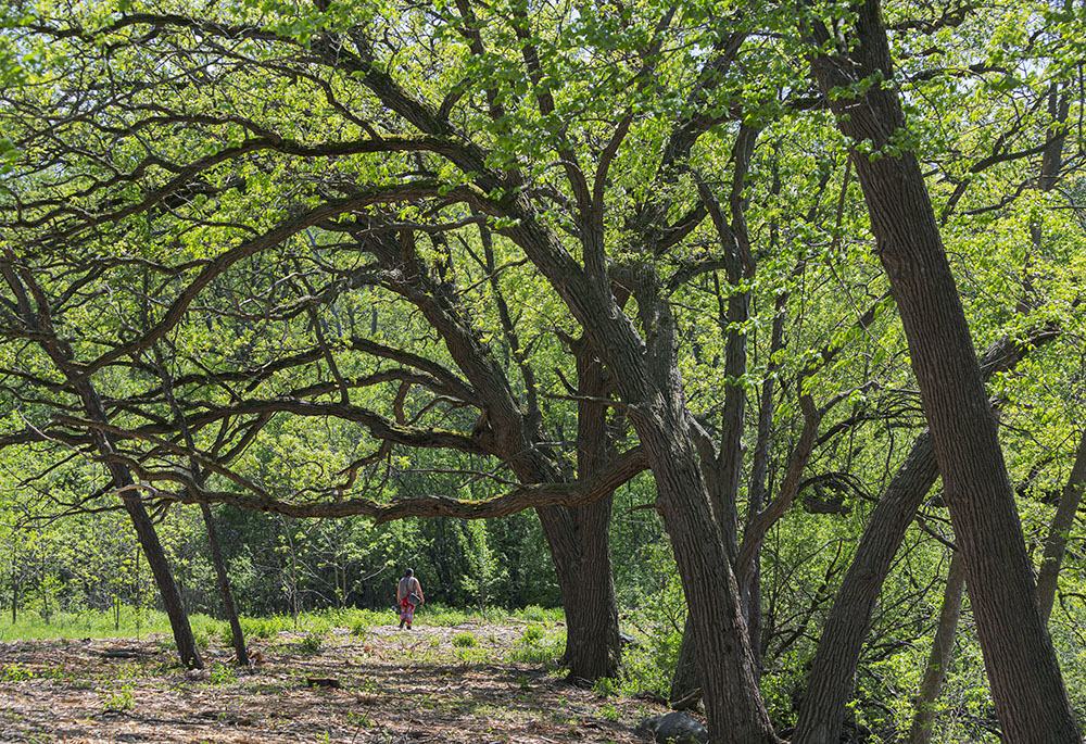 A riverside stand of oaks in Case Eagle Park