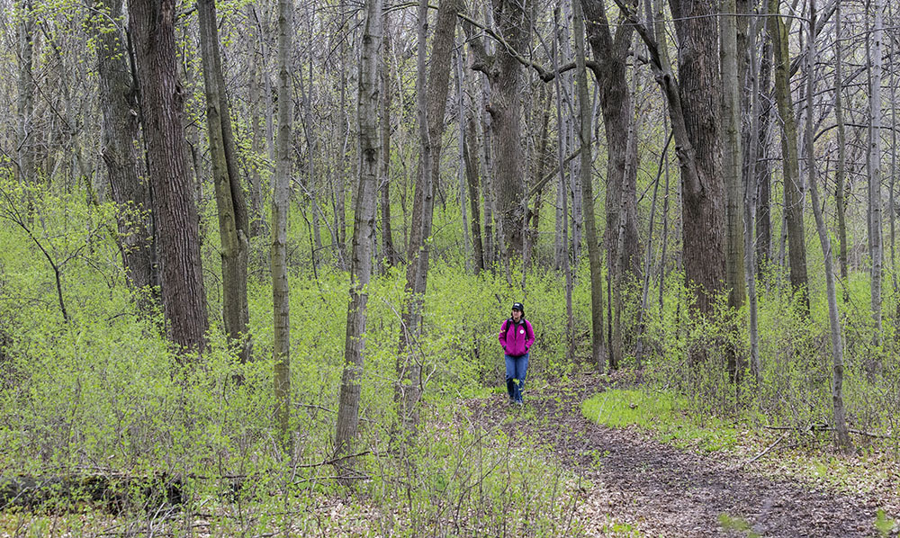 A woman walking a woodland trail in Havenwoods State Forest