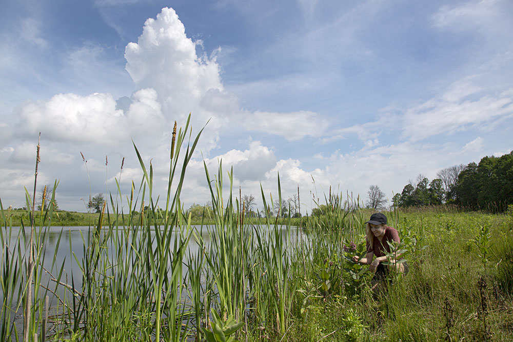 A young woman admiring milkweed blossoms next to a pond at Forest Beach Migratory Preserve