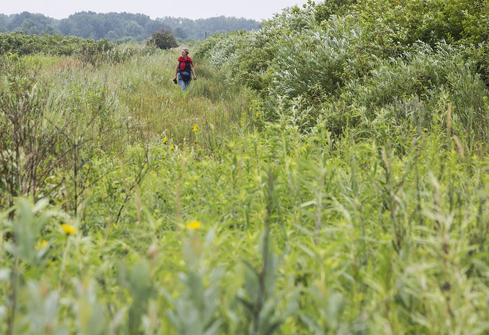 A woman walking through tall grass in Chiwaukee Prairie