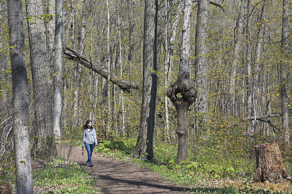 A young woman walking on a woodland trail in Petrifying Springs Park