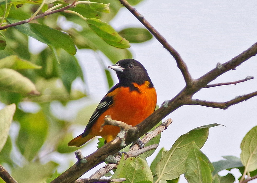 Baltimore Oriole