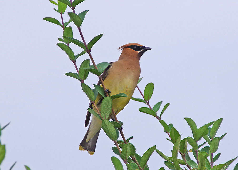 Cedar Waxwing