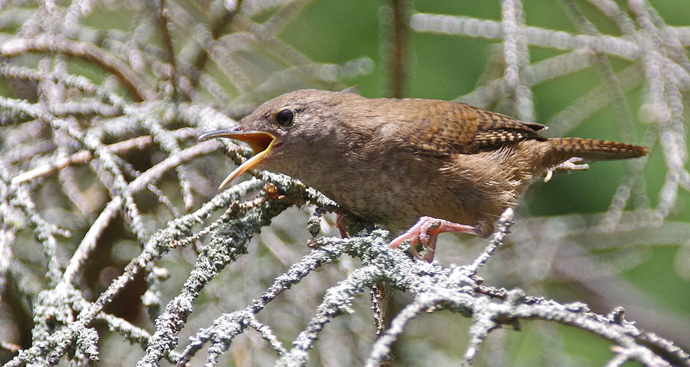 house wren