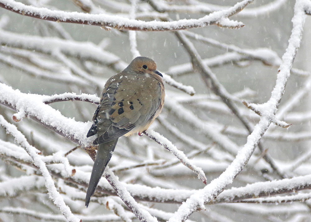 Mourning Dove