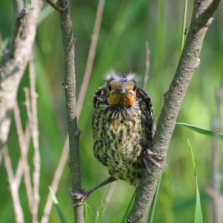 Redwing Blackbird