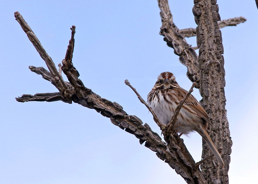 Song Sparrow