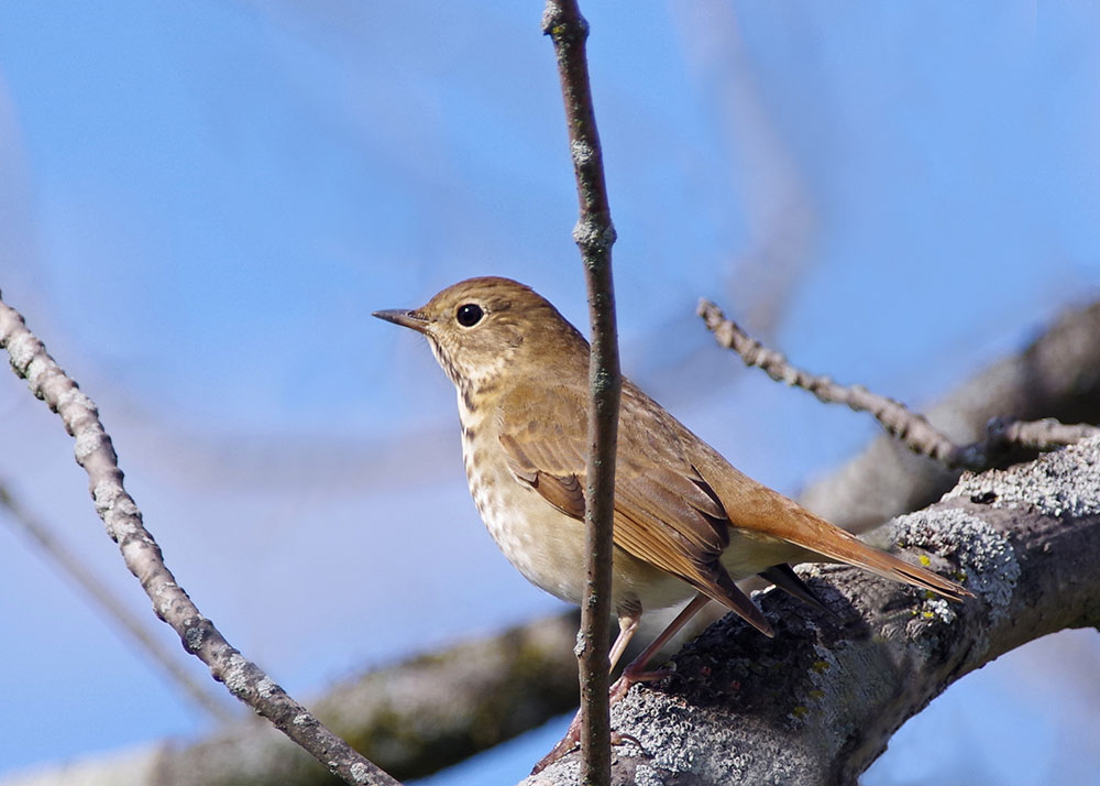 Hermit Thrush