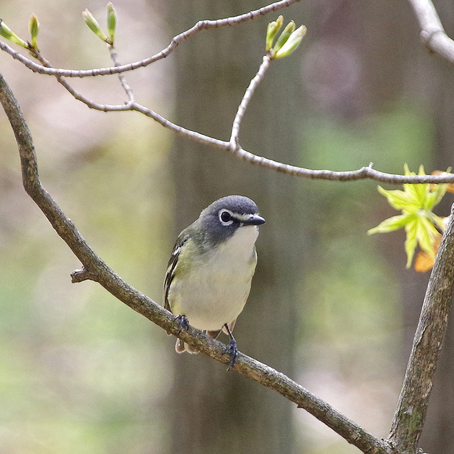 Blue-headed Vireo