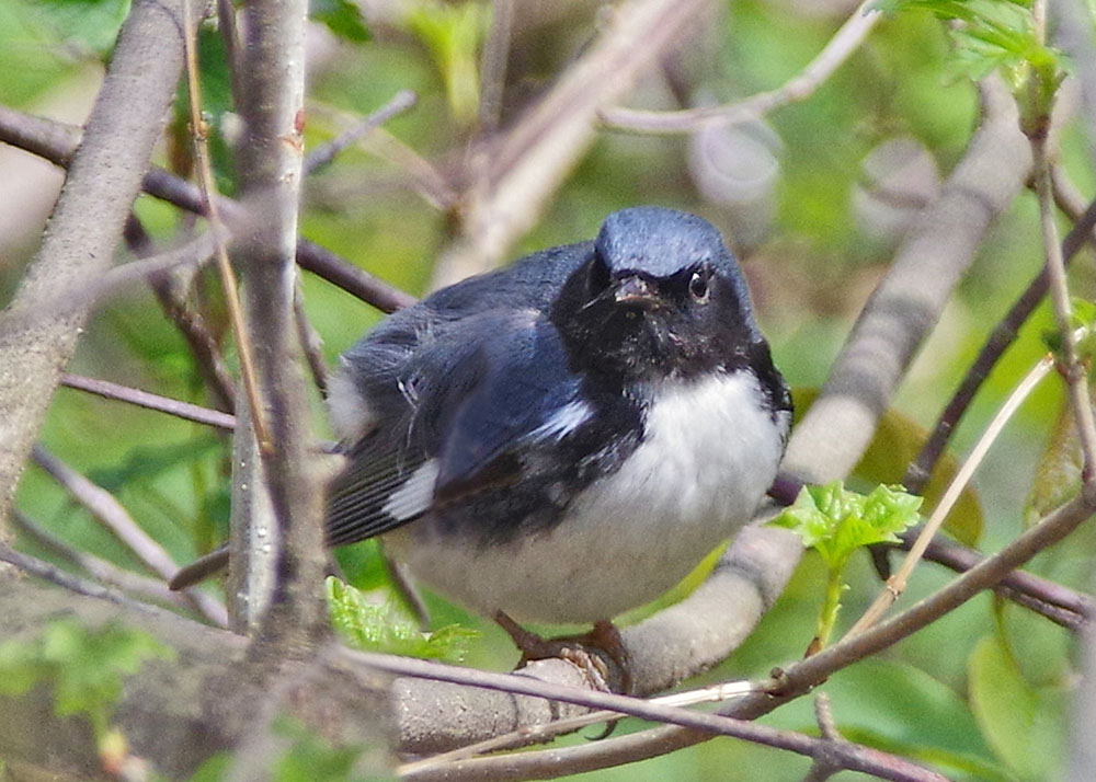 Black-throated Blue Warbler