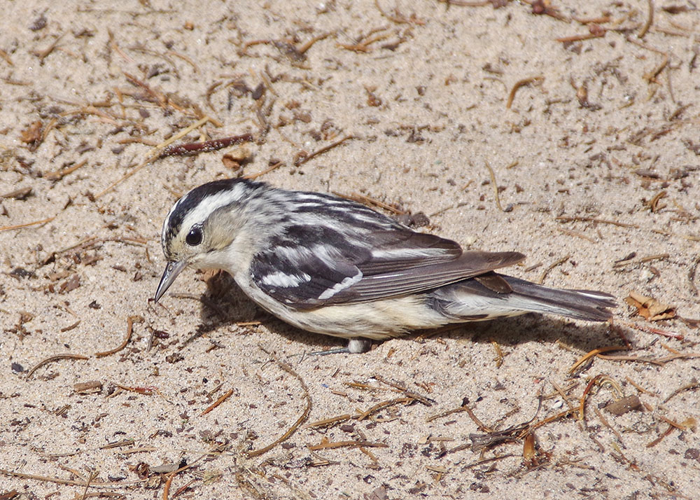 Black and White Warbler