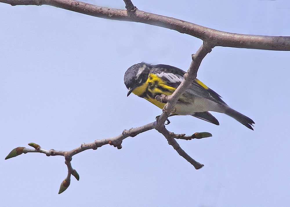 Magnolia Warbler