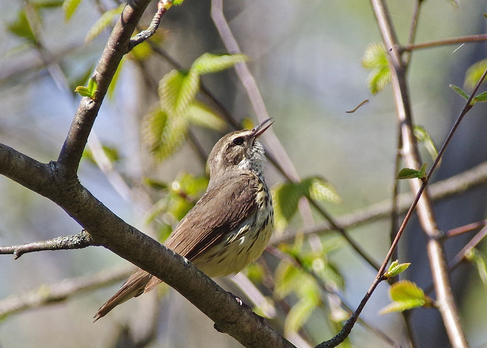 Northern Waterthrush