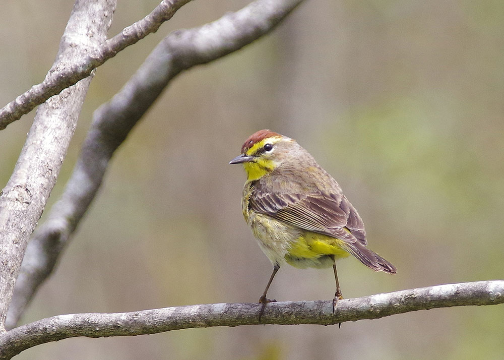 Palm Warbler