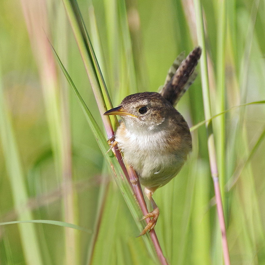 Marsh Wren