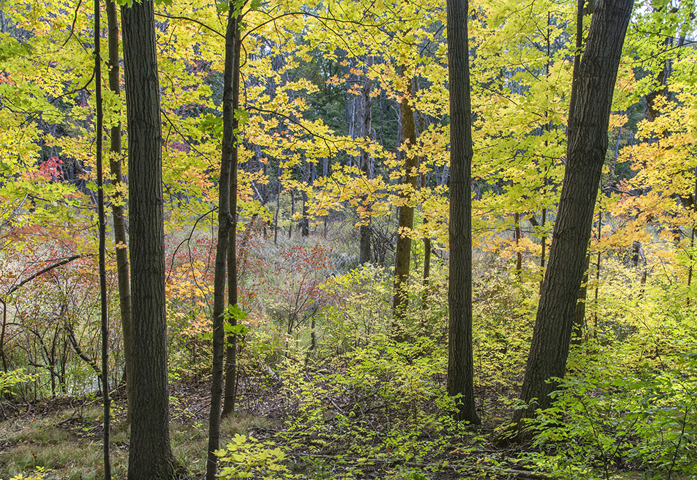 Autumn glory lights up the glacial terrain of the Ice Age Trail.