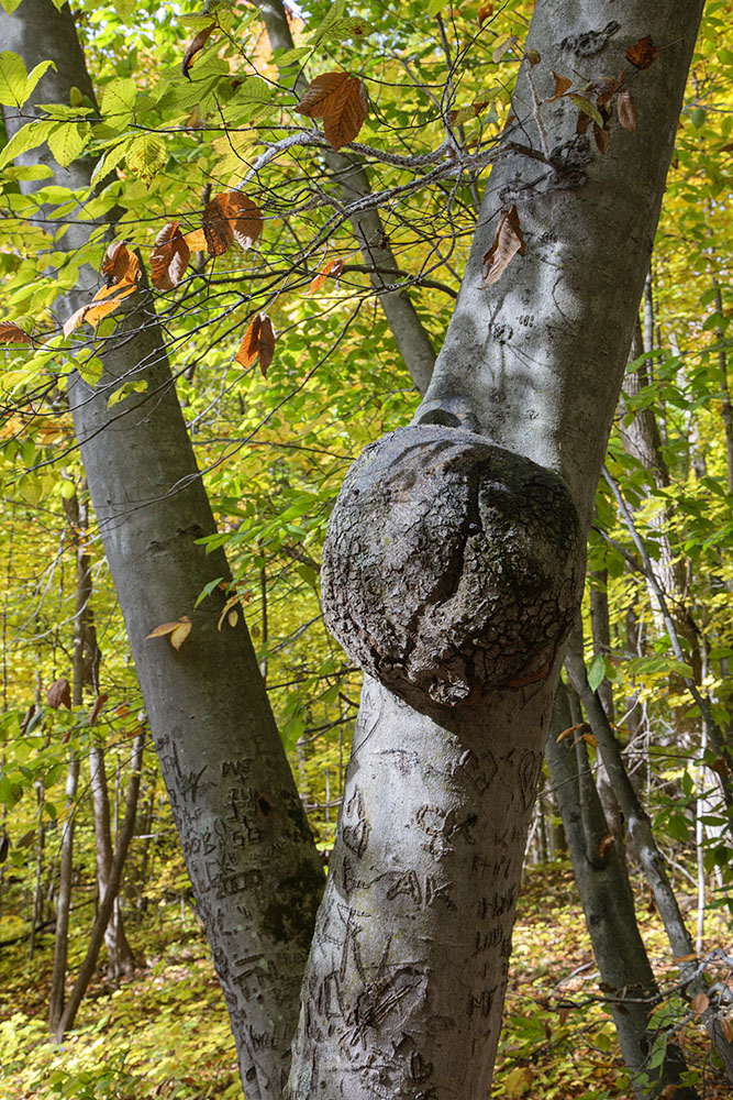 Beech tree trunk with a burl.