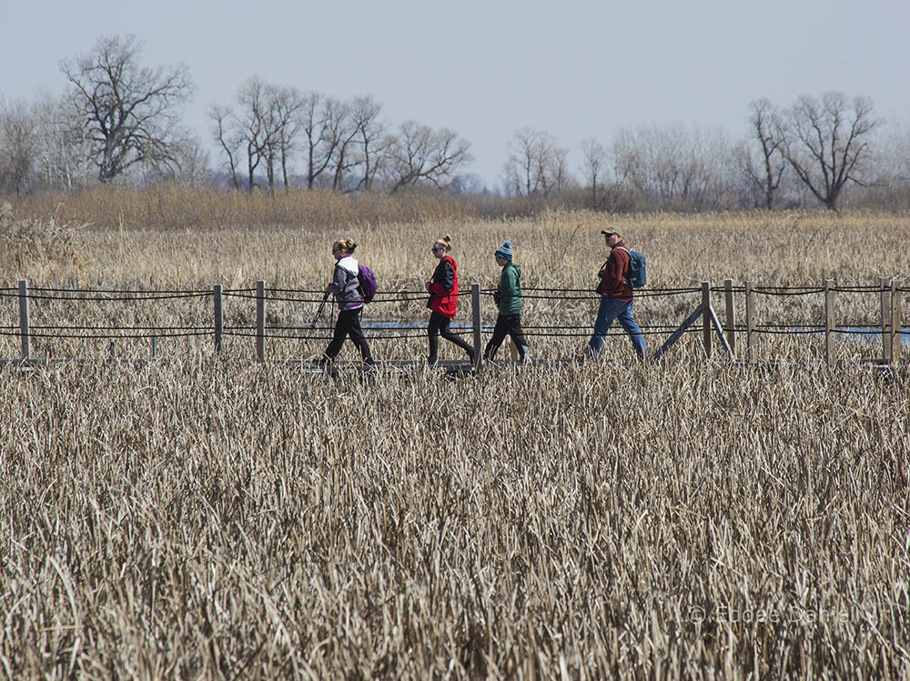 Horicon National Wildlife Refuge boardwalk