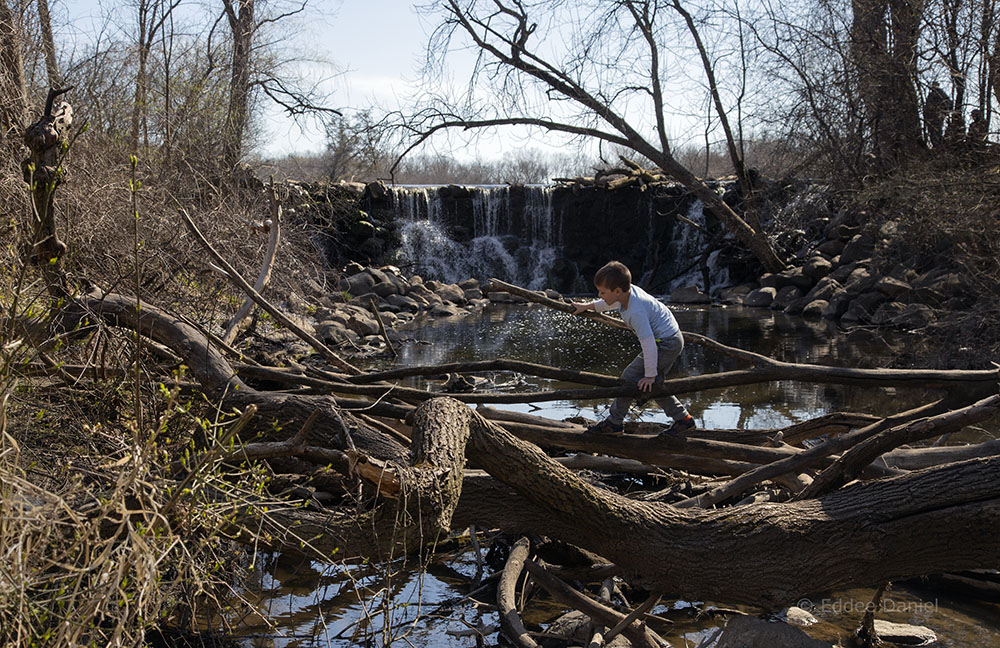 Crossing on a log, Whitnall Park, Franklin