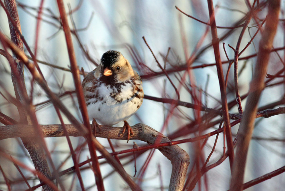 Harris sparrow