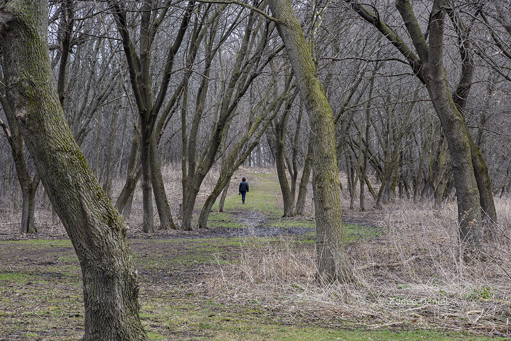 A lone hiker at Highland Woods Nature Preserve, Mequon.