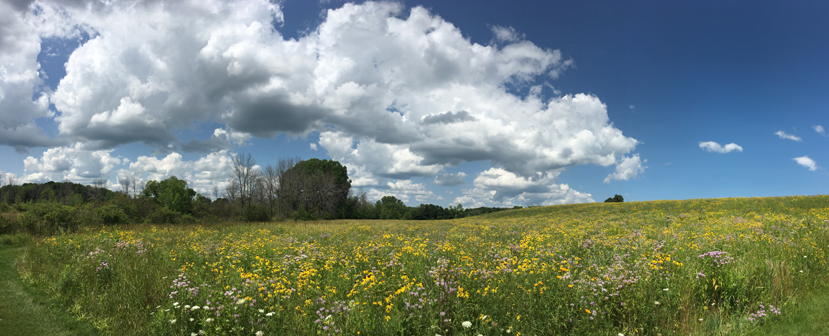 Hillside panorama with wildflowers