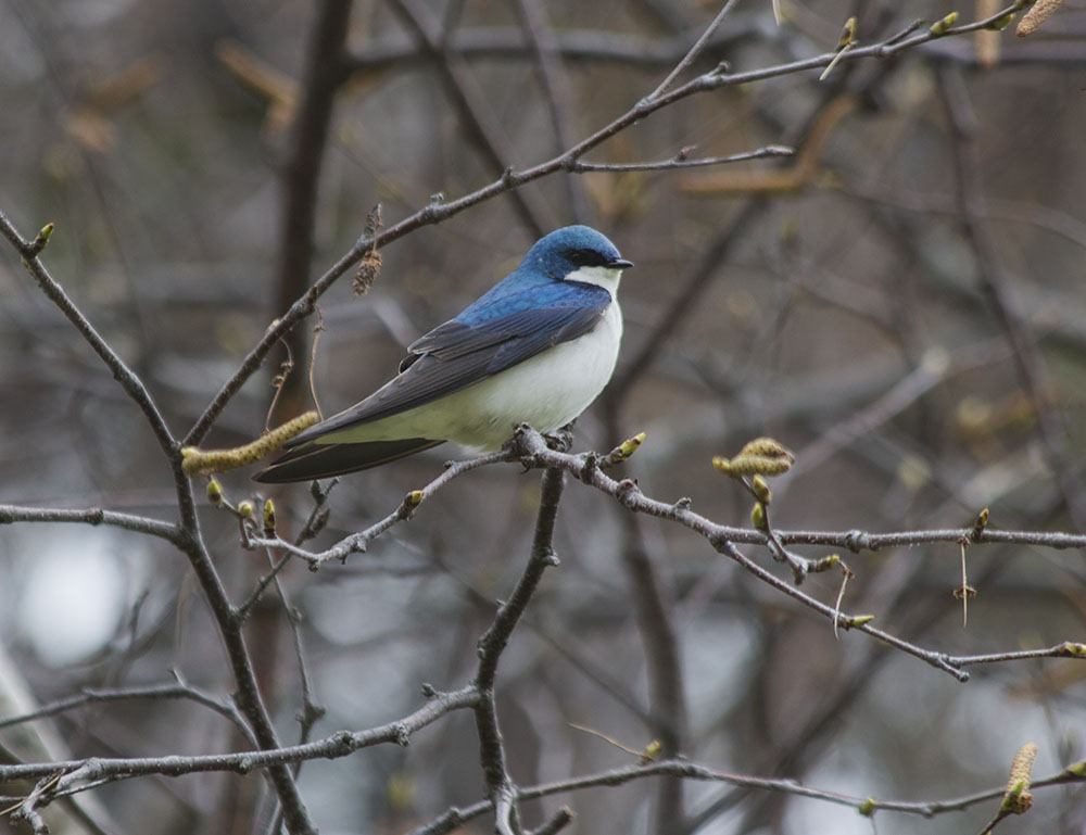 Male Tree Swallow, Warnimont Park.