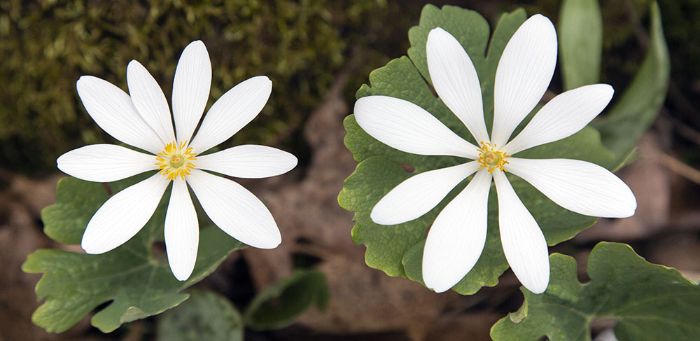 Bloodroot blossoms, Pringle Nature Center, Bristol County Park, Kenosha County