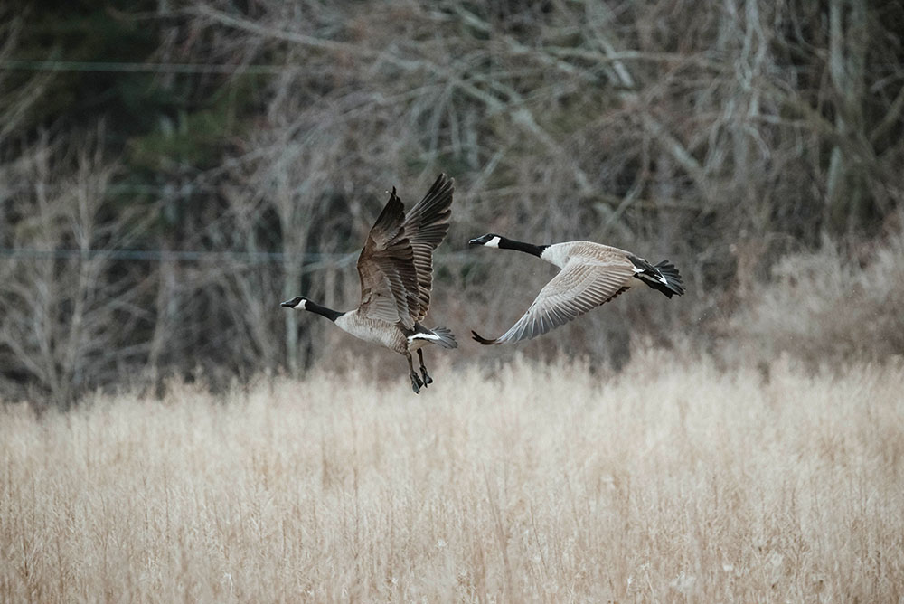 Canada Geese in flight