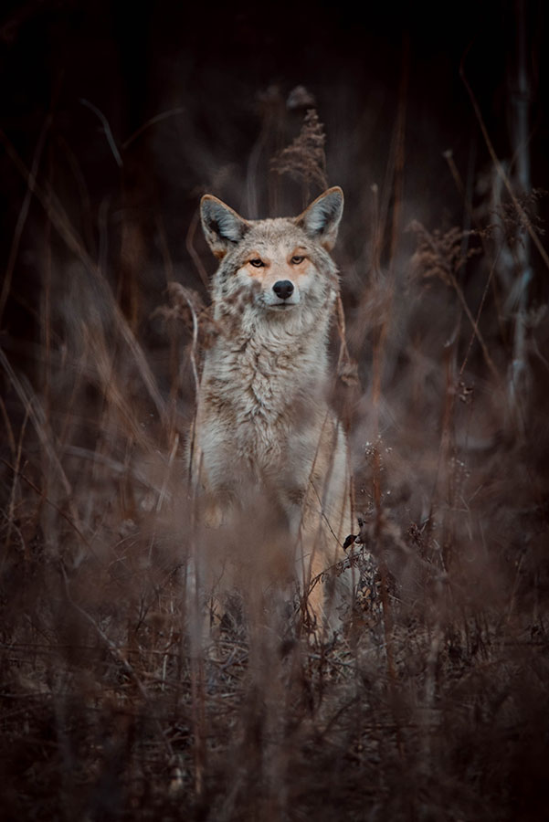 Coyote