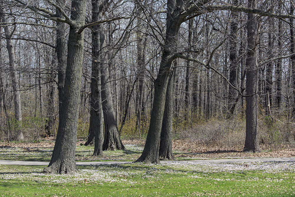 Edge of the woodland, McGovern Park, Milwaukee