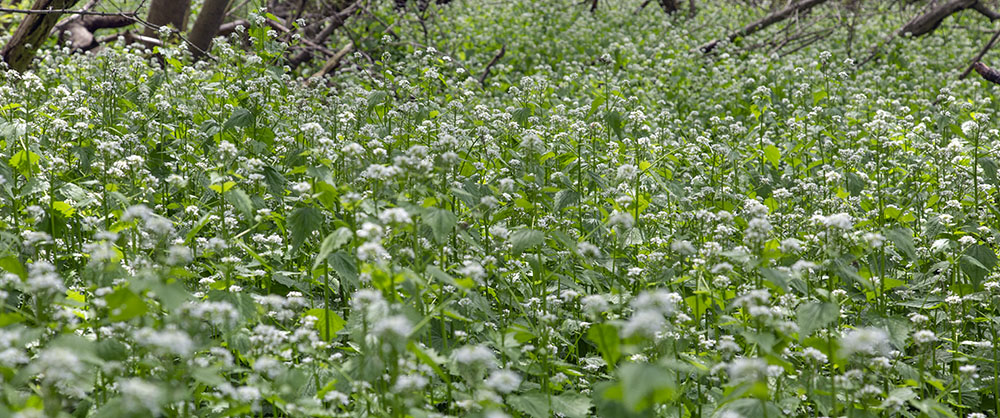 garlic mustard