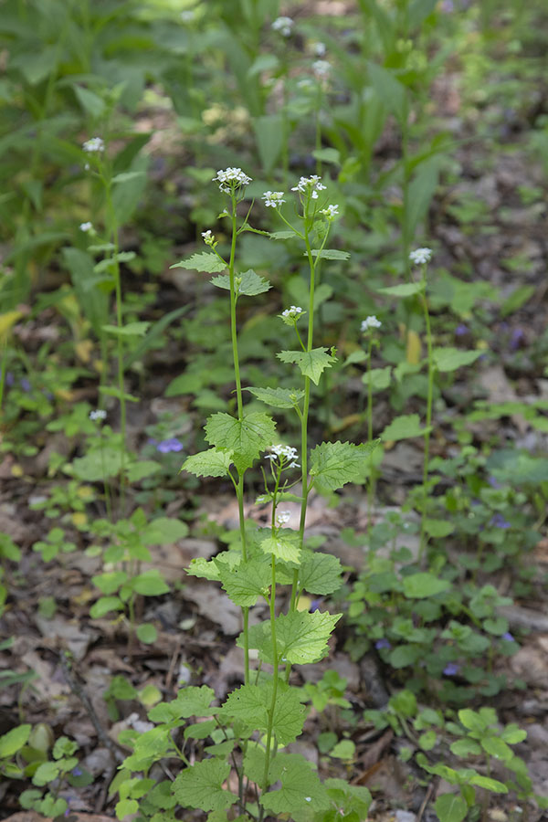 garlic mustard