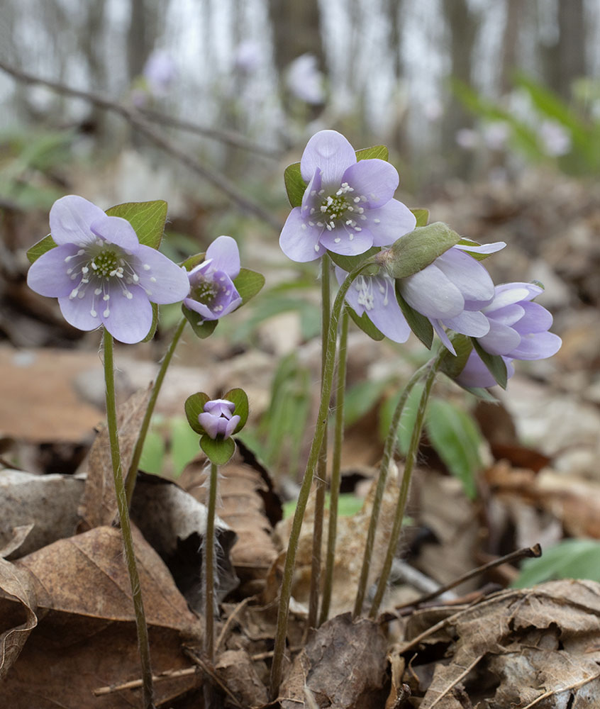 Hepatica, Short Road trail