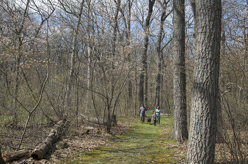 Spring blossoms in the woodland, Pringle Nature Center, Bristol County Park, Kenosha County