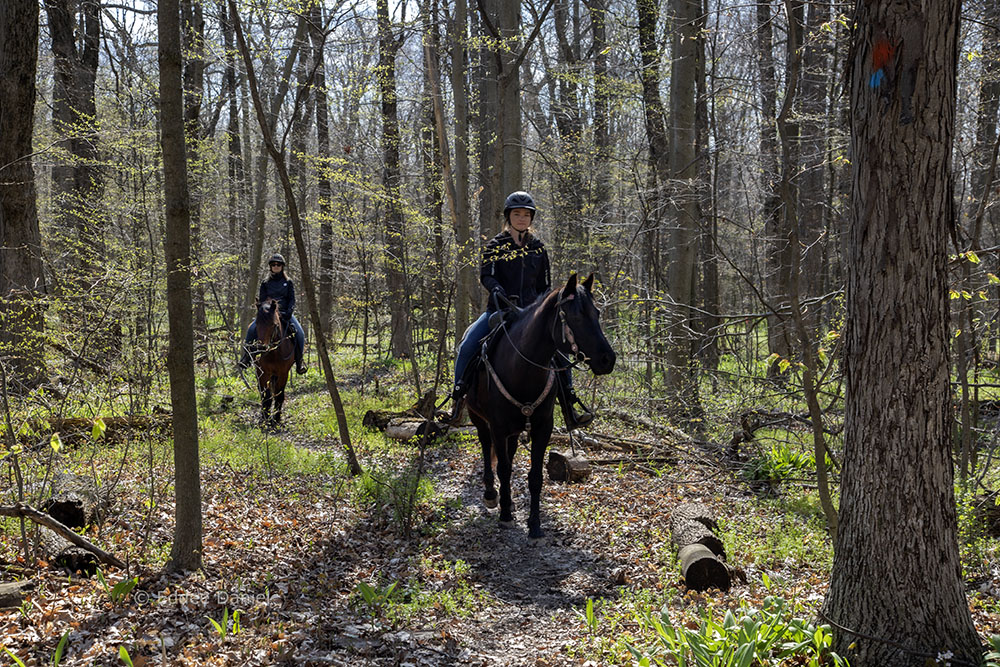 Woodland bridle trail