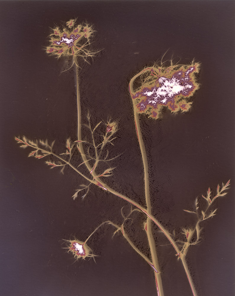 "Queen Anne's Lace."  Lumen print.