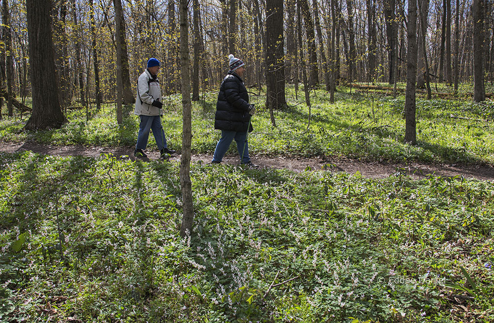 Ron and Barb hiking through a patch of Dutchman's Breeches in the Hardwood Forest State Scientific Area, Muskego Park