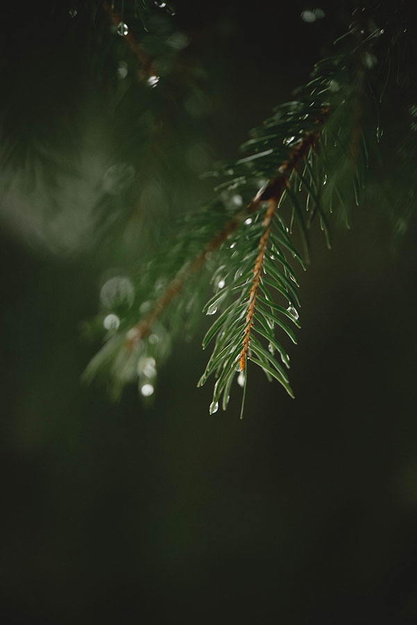 Pine Needles