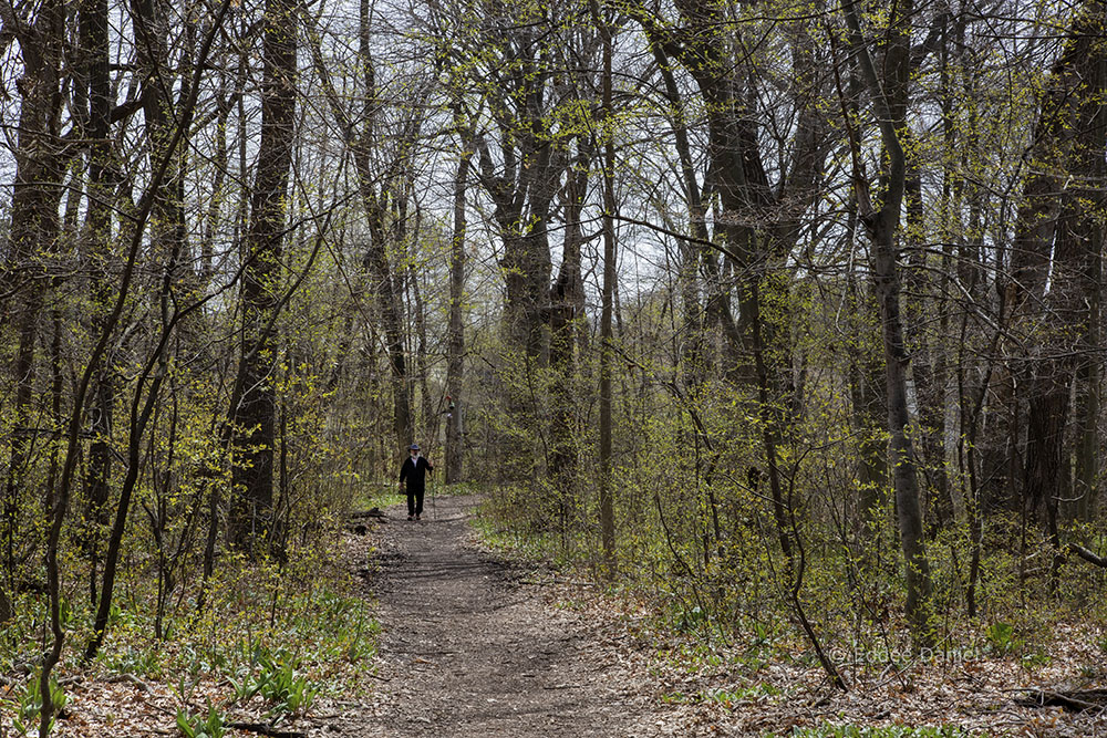 Spring glow, Seminary Woods, Saint Francis