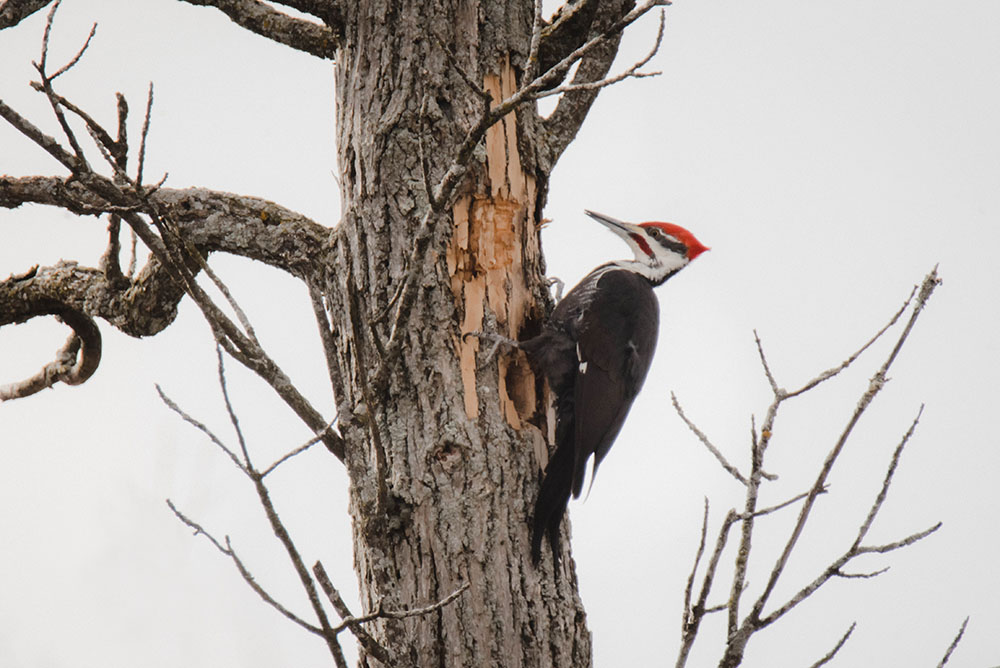 Pileated Woodpecker