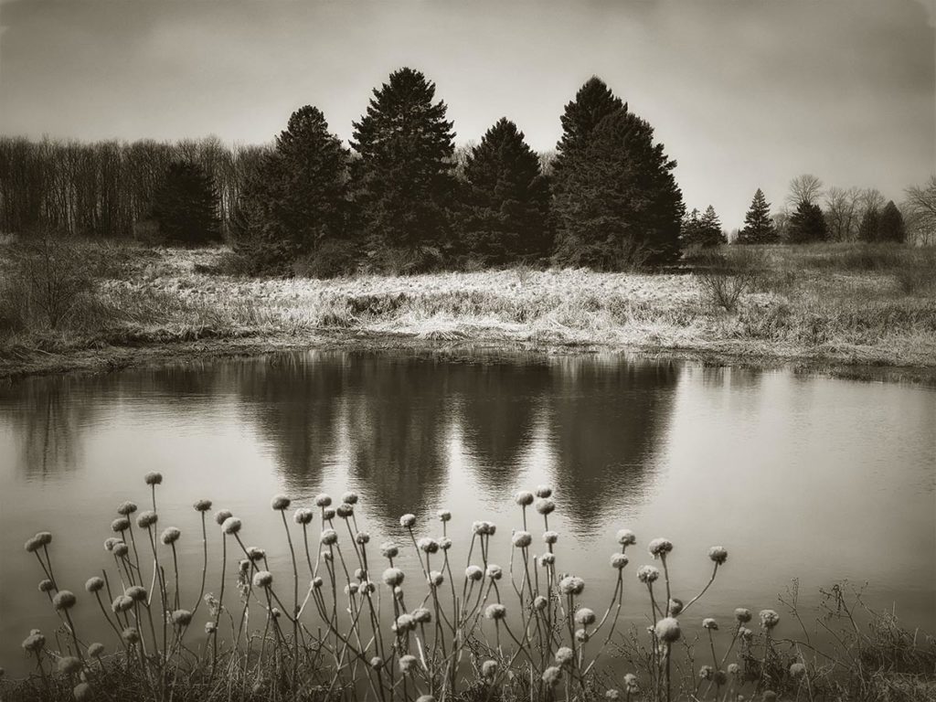 "Pods and Trees." iPhone photograph.